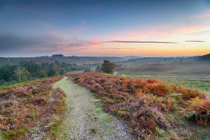Sunrise over Rockford Common in the New Forest National Park in Hampshire